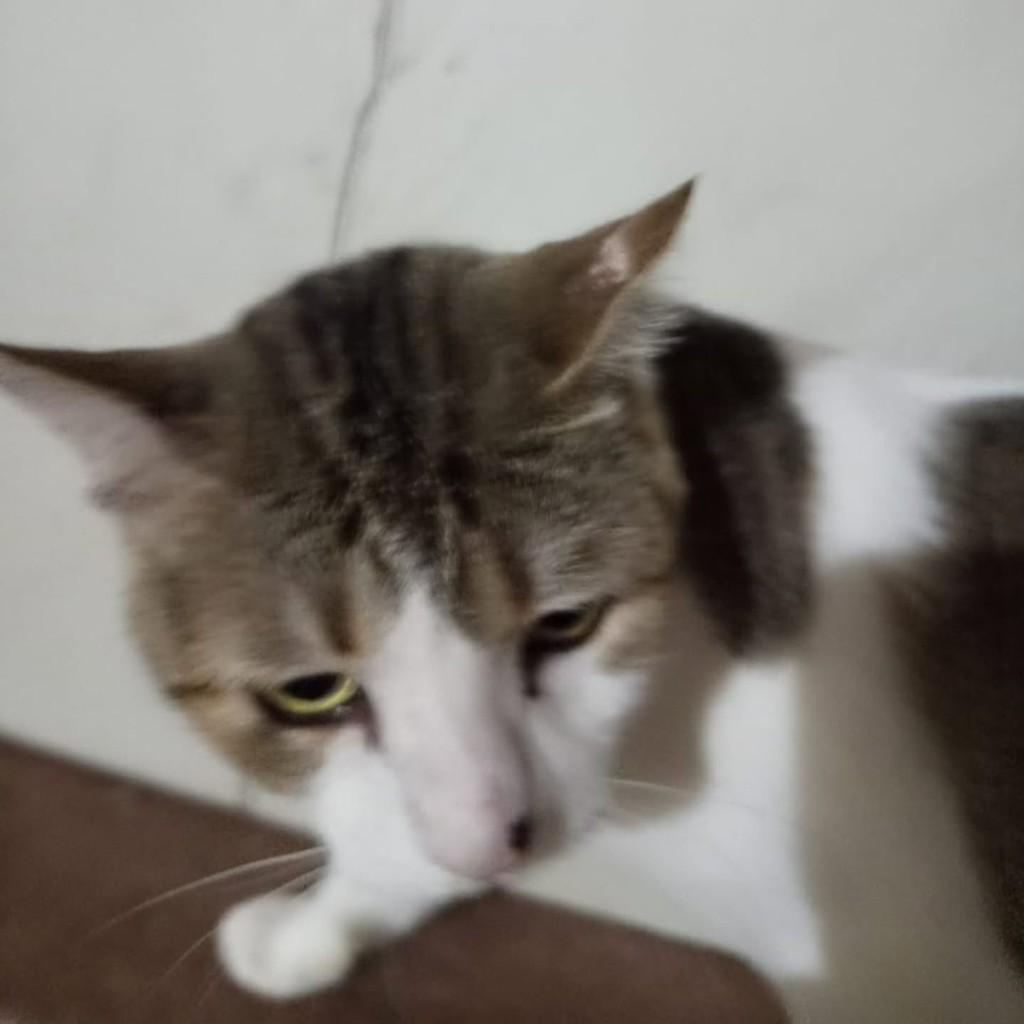 Bebeto, gato de porte médio para adoção em Vila Velha - ES