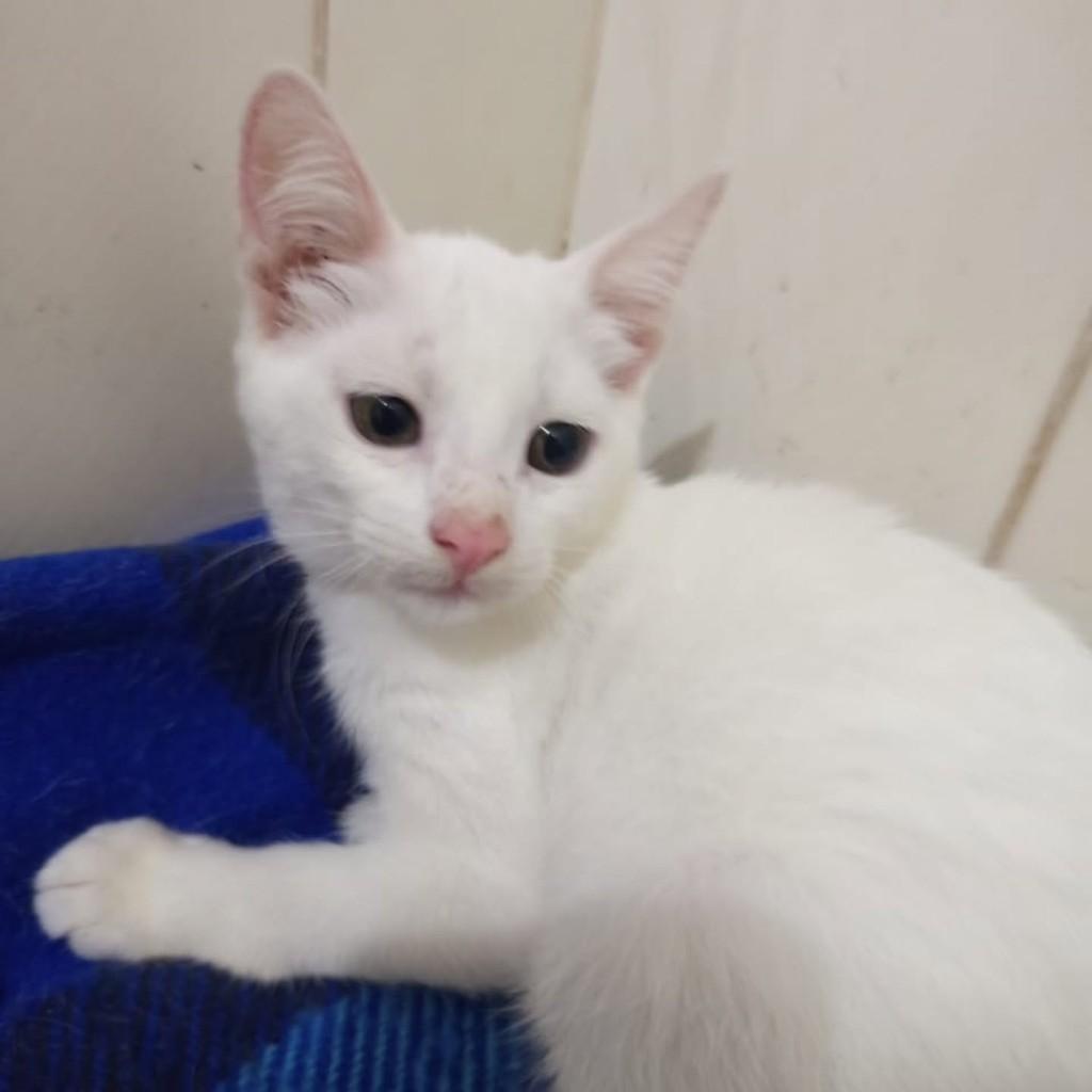 Théo, gato de porte médio para adoção em Vila Velha - ES