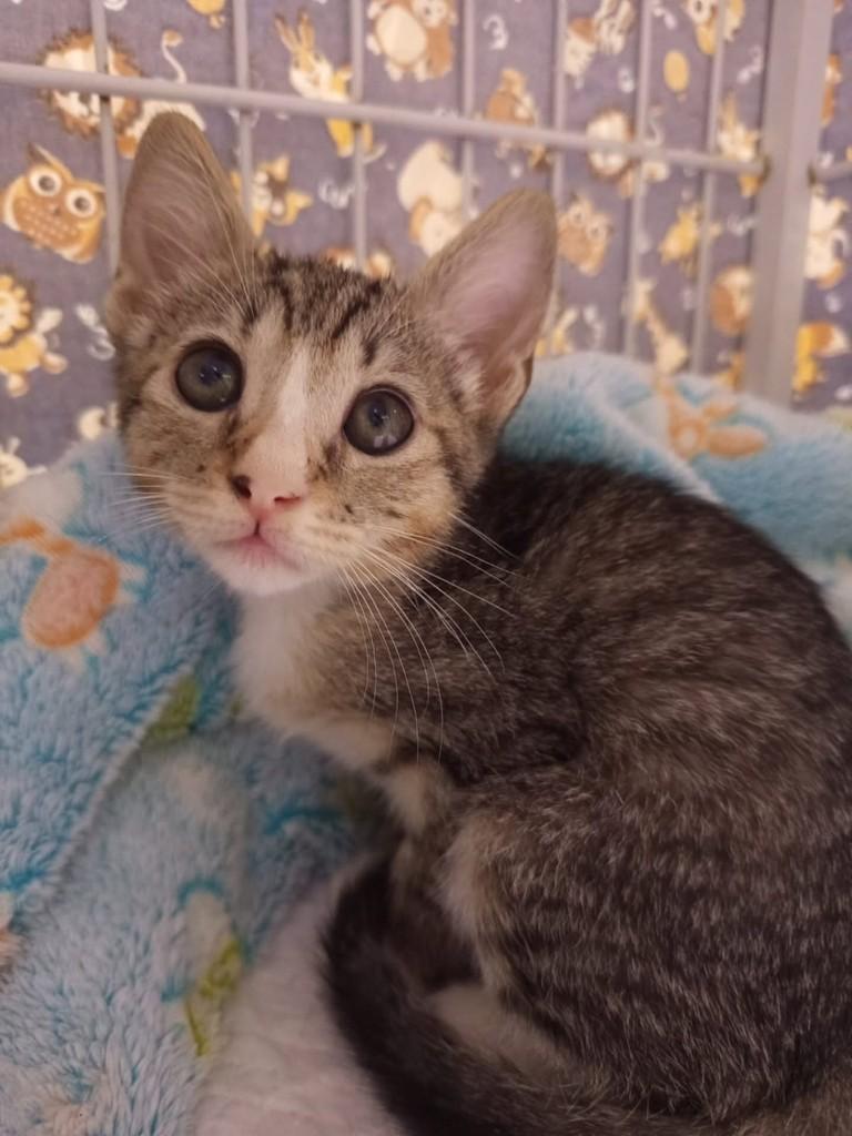 Vic, gata de porte médio para adoção em Vila Velha - ES