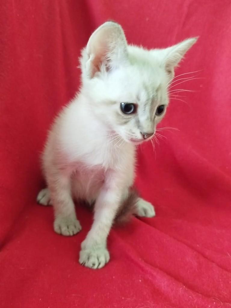 Brie, gato de porte médio para adoção em Vila Velha - ES