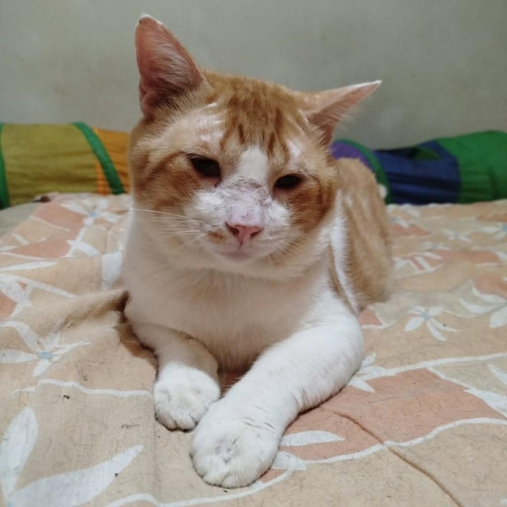 Cabeção, gato de porte médio para adoção em Vila Velha - ES