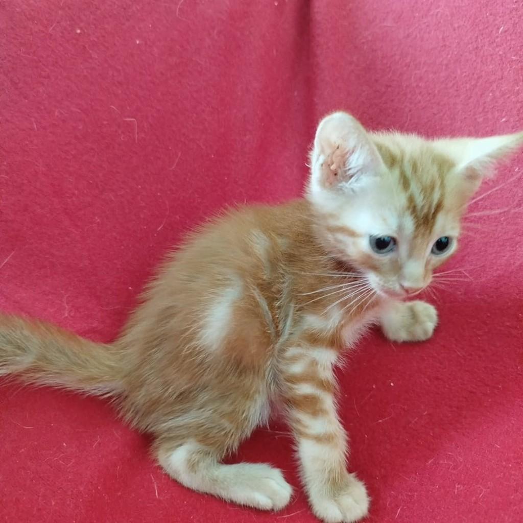 Cheddar, gato de porte médio para adoção em Vila Velha - ES