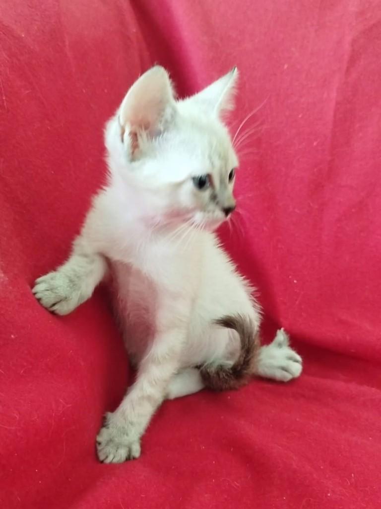 Ricota, gata de porte médio para adoção em Vila Velha - ES