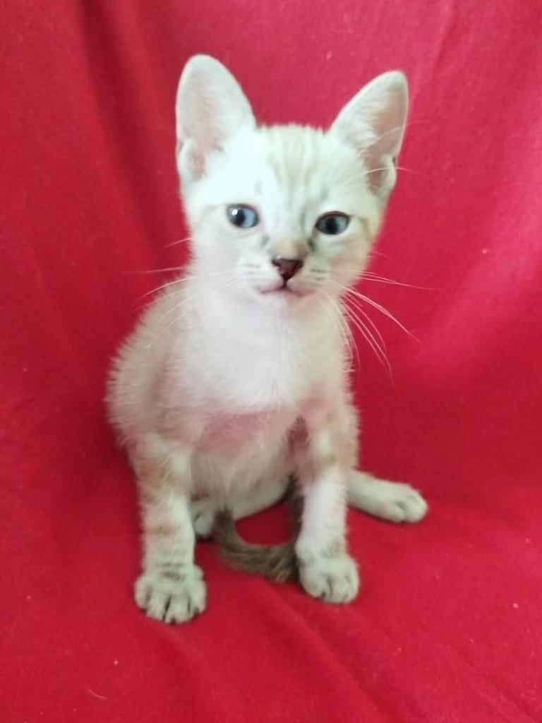 Tofu, gato de porte médio para adoção em Vila Velha - ES