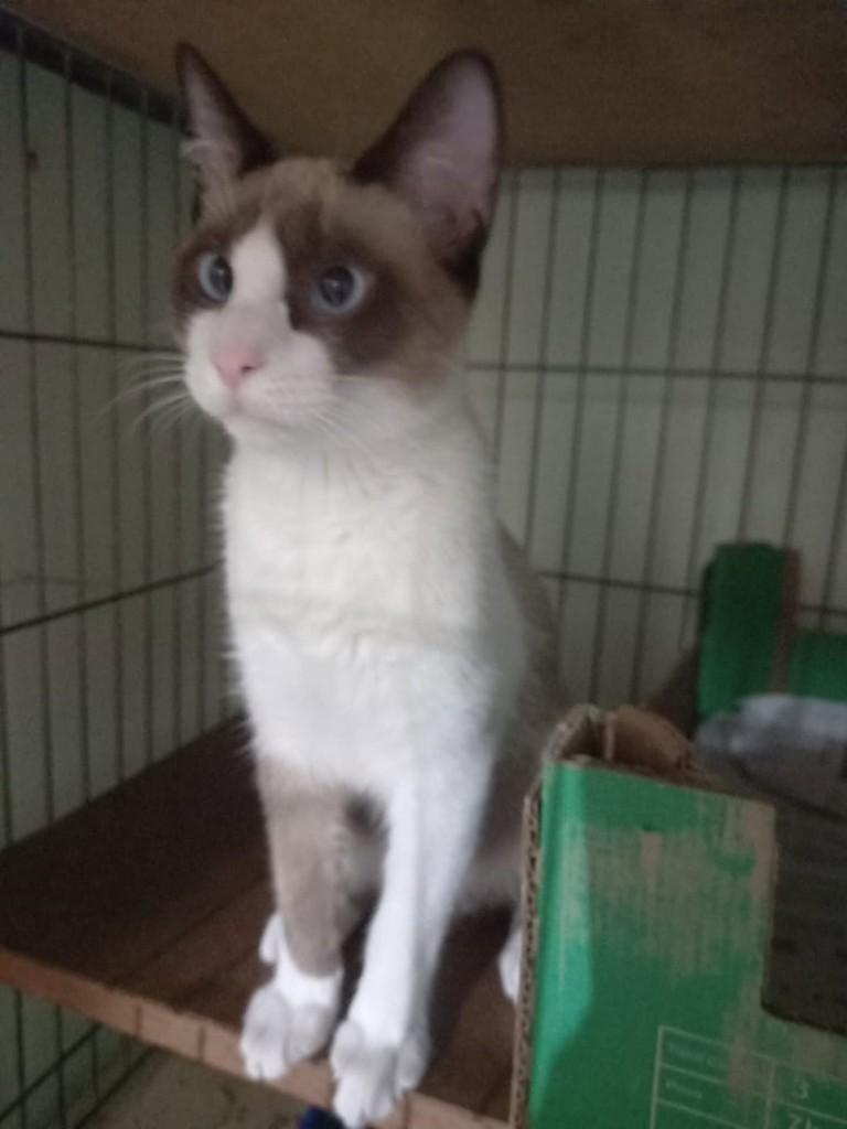 Rossi, gato de porte médio para adoção em Vila Velha - ES