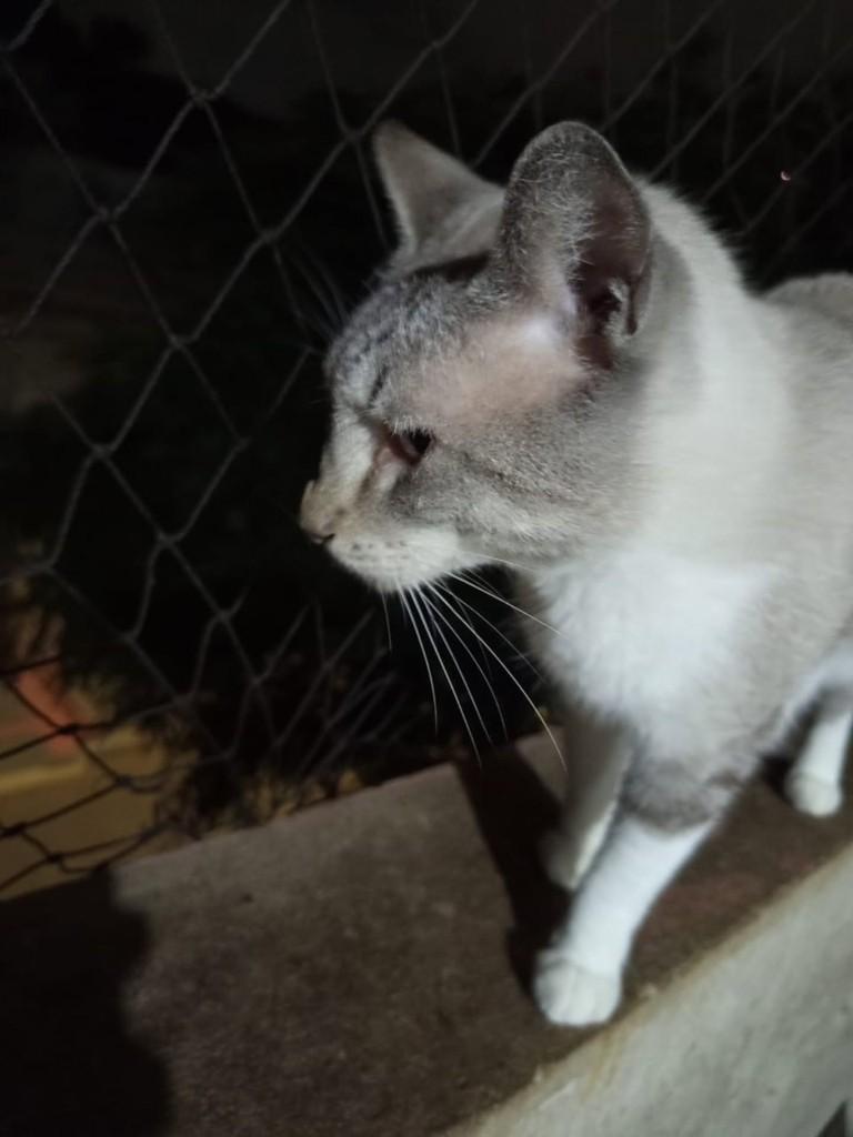 Dunga, gato de porte médio para adoção em Vila Velha - ES