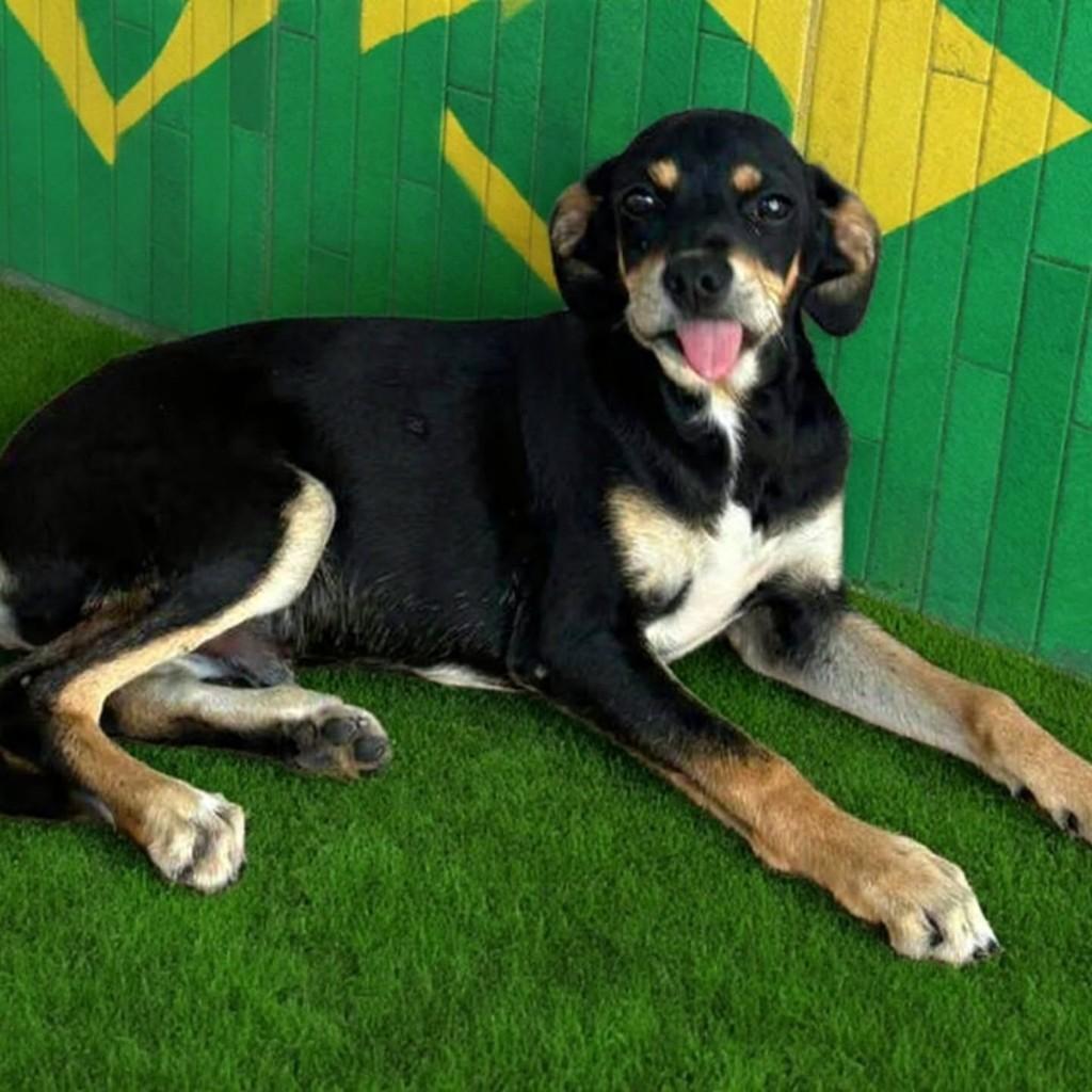 Pimpão, cachorro de porte médio para adoção em Vila Velha - ES