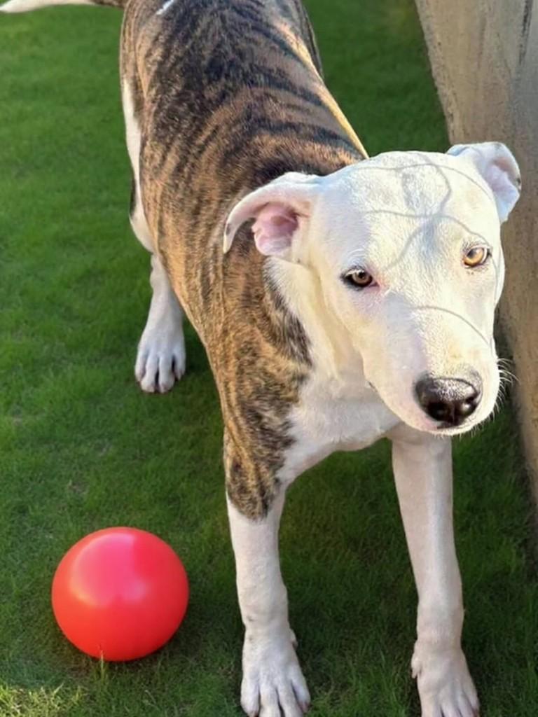 Urano, cachorro de porte médio para adoção em Vila Velha - ES