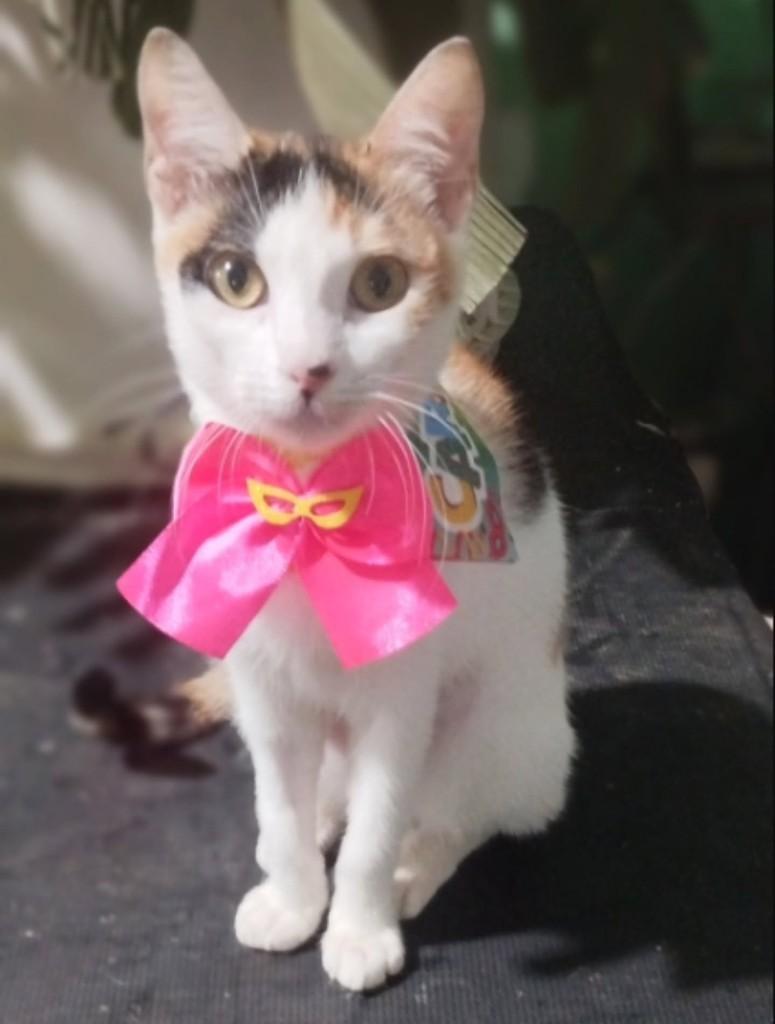 Penélope, gata de porte médio para adoção em Vila Velha - ES