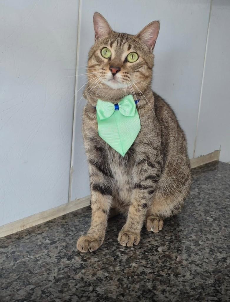 Jubileu, gato de porte médio para adoção em Vila Velha - ES
