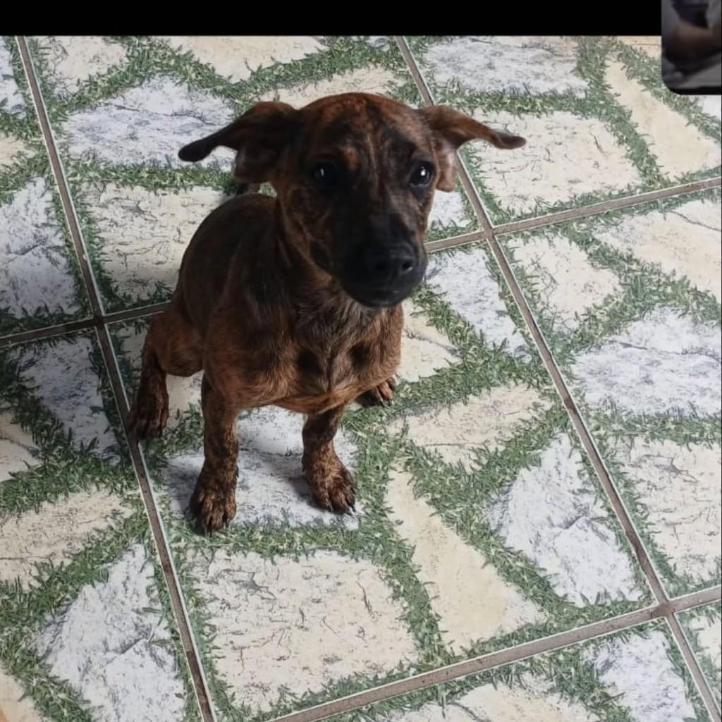 Shakira, cadela de porte médio para adoção em Vila Velha - ES