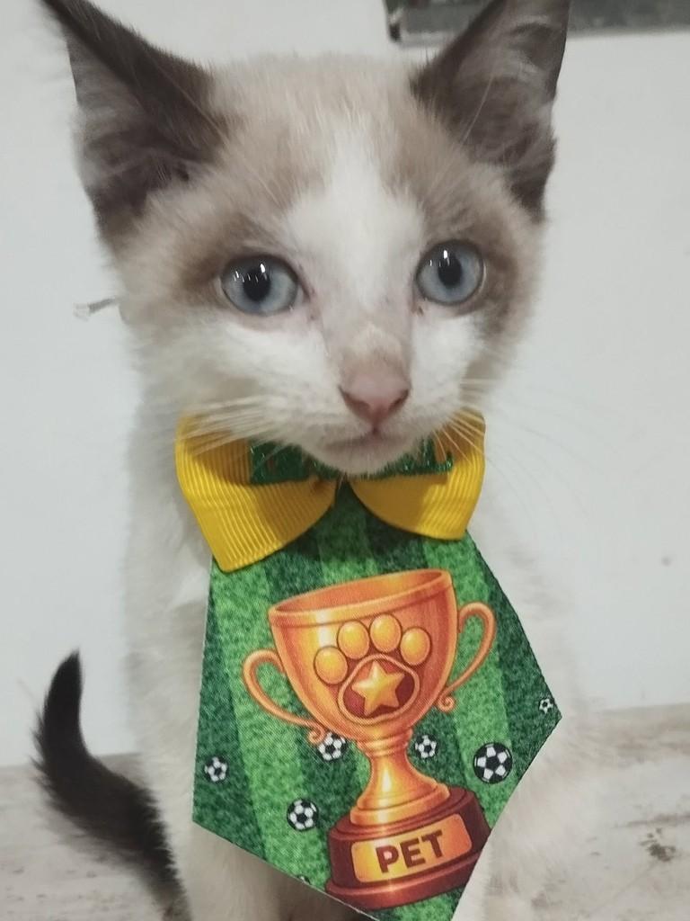 Pirulito, gato de porte médio para adoção em Vila Velha - ES