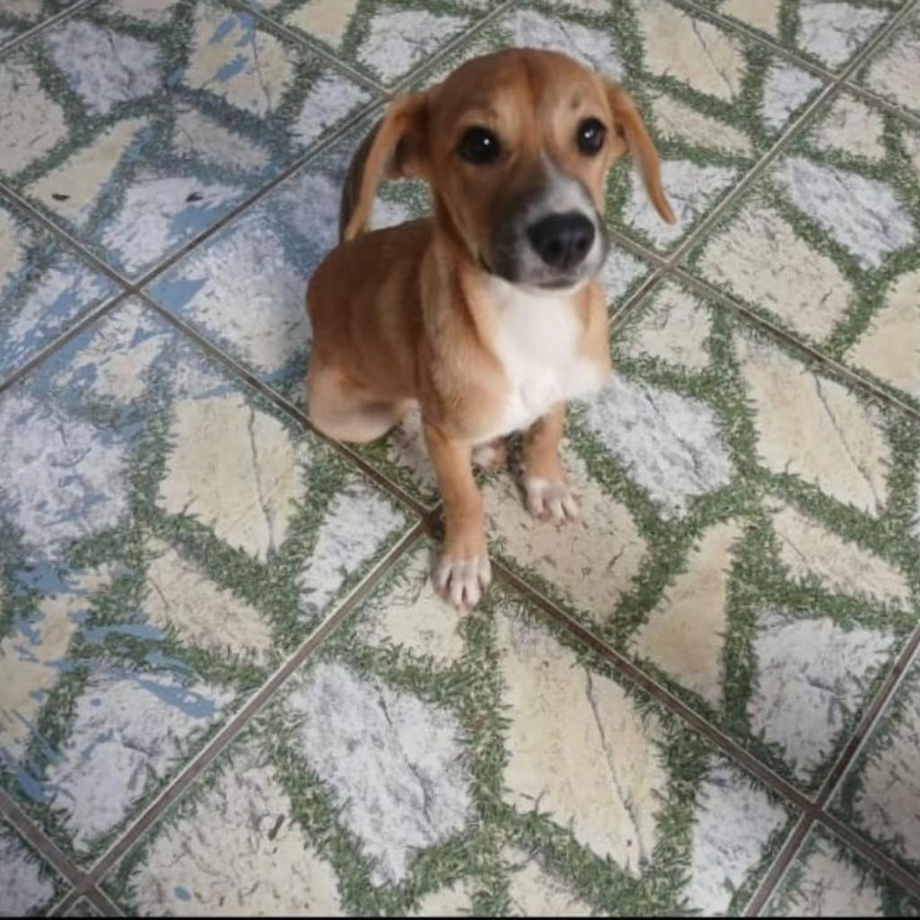 Jennifer, cadela de porte médio para adoção em Vila Velha - ES