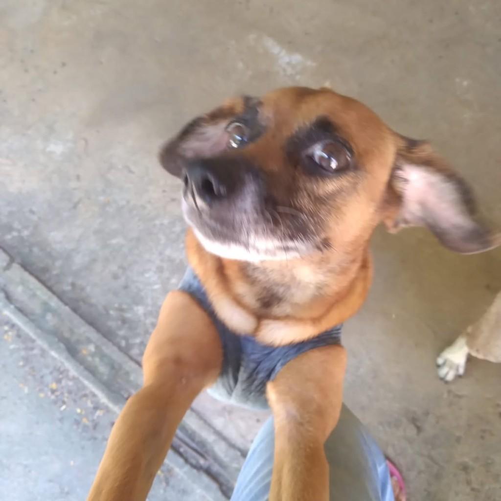 Maylon, cachorro de porte médio para adoção em Vila Velha - ES