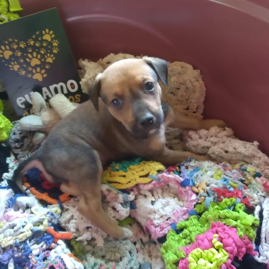 Breno, cachorro de porte médio para adoção em Vila Velha - ES