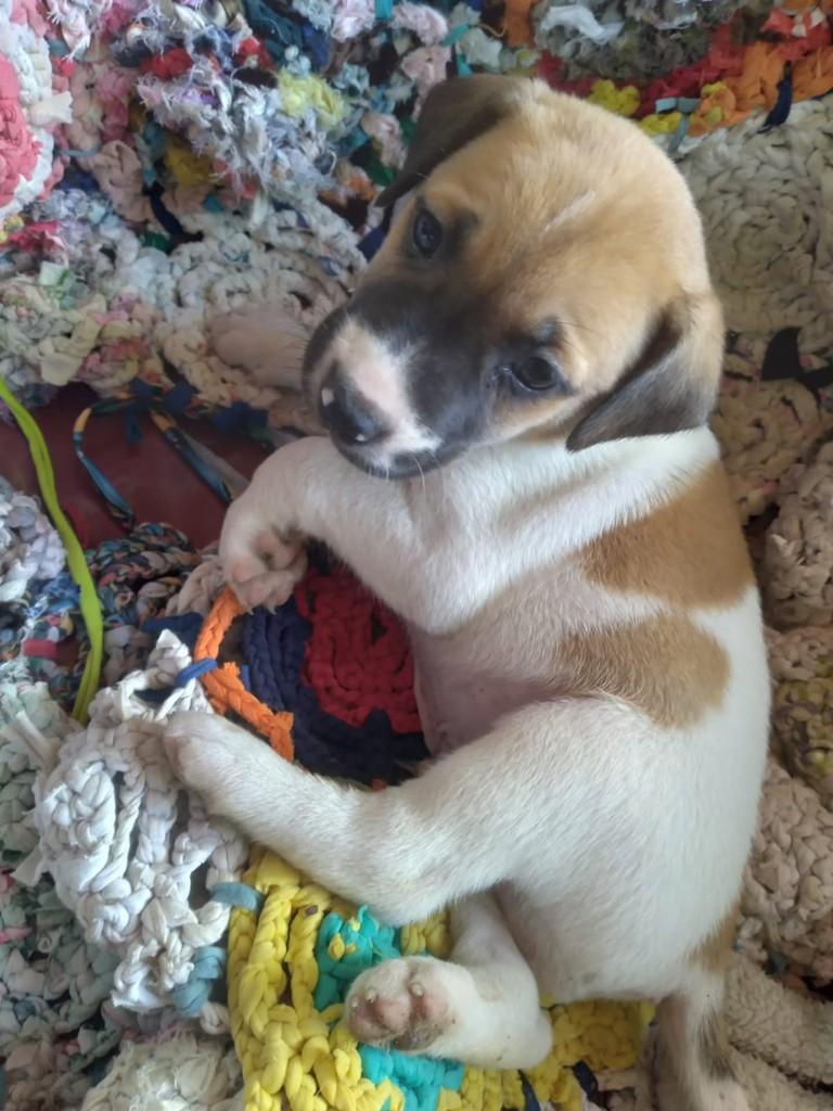 Douglas, cachorro de porte médio para adoção em Vila Velha - ES