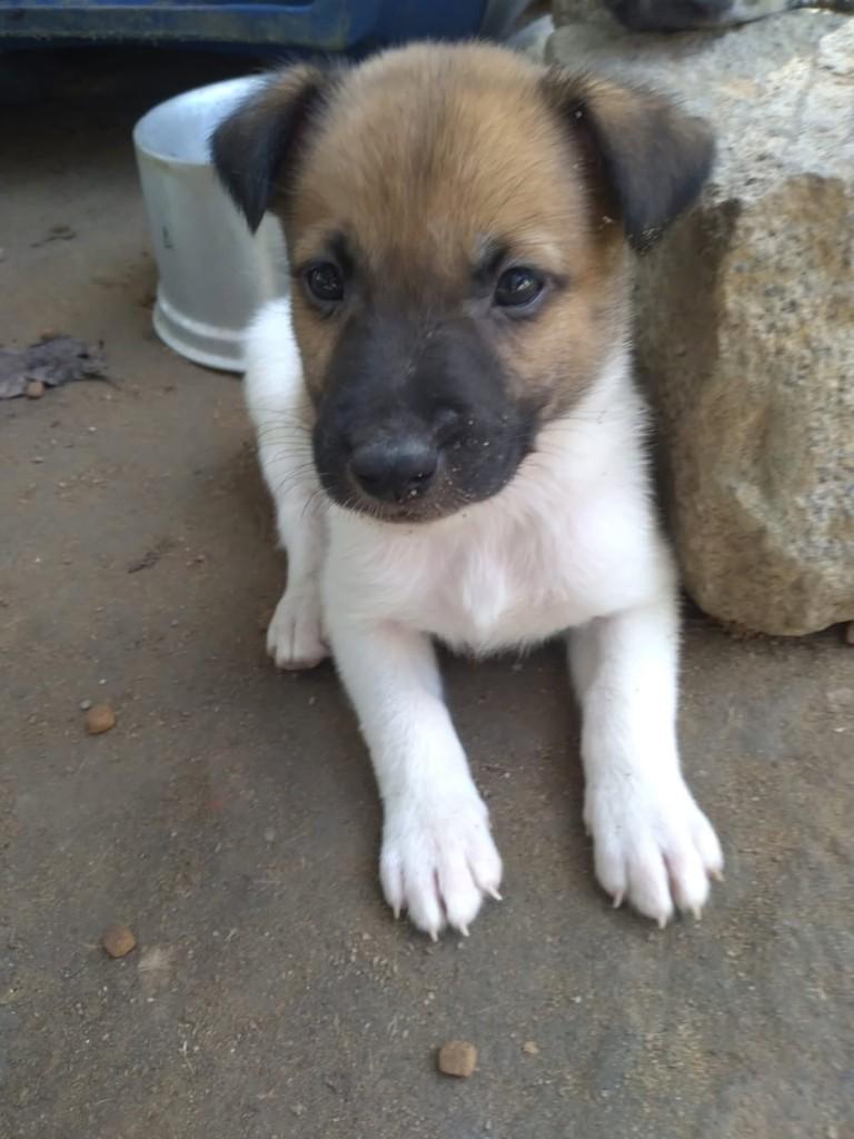Farid, cachorro de porte médio para adoção em Vila Velha - ES