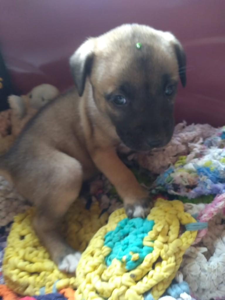 Gilda, cadela de porte médio para adoção em Vila Velha - ES