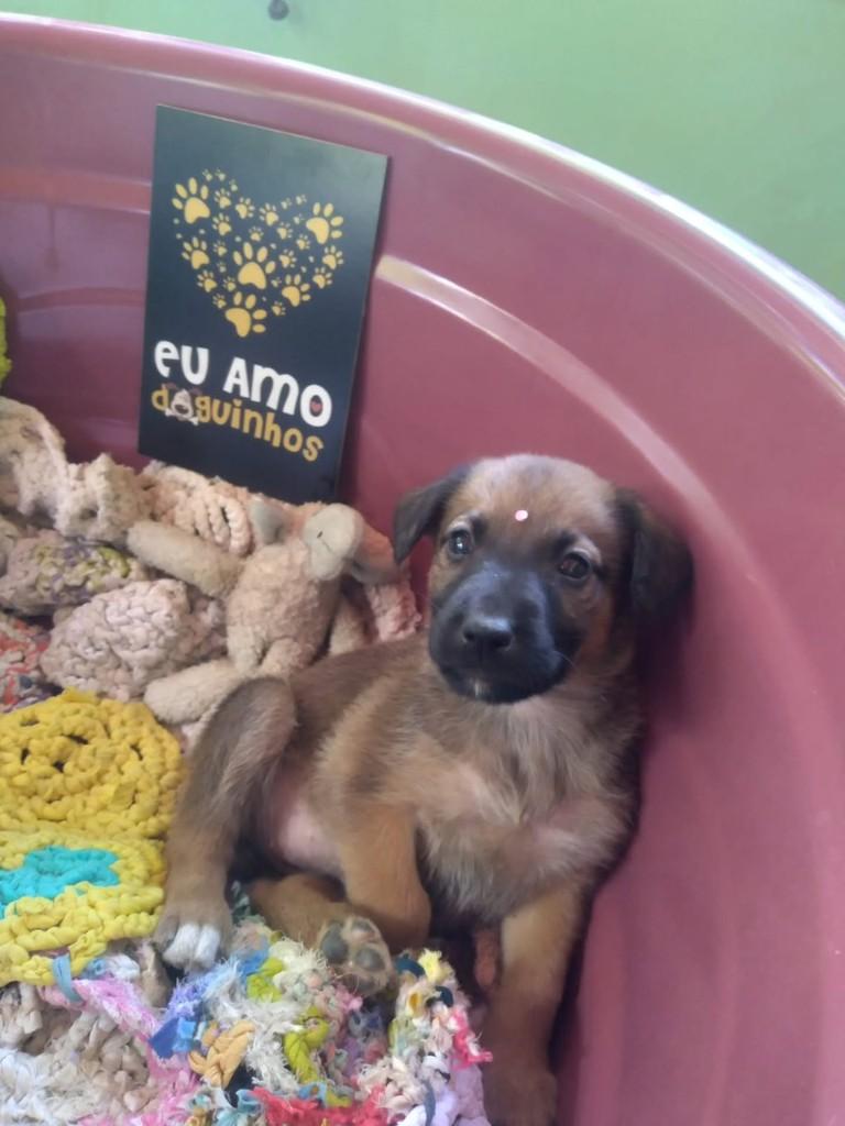 Julia, cadela de porte médio para adoção em Vila Velha - ES