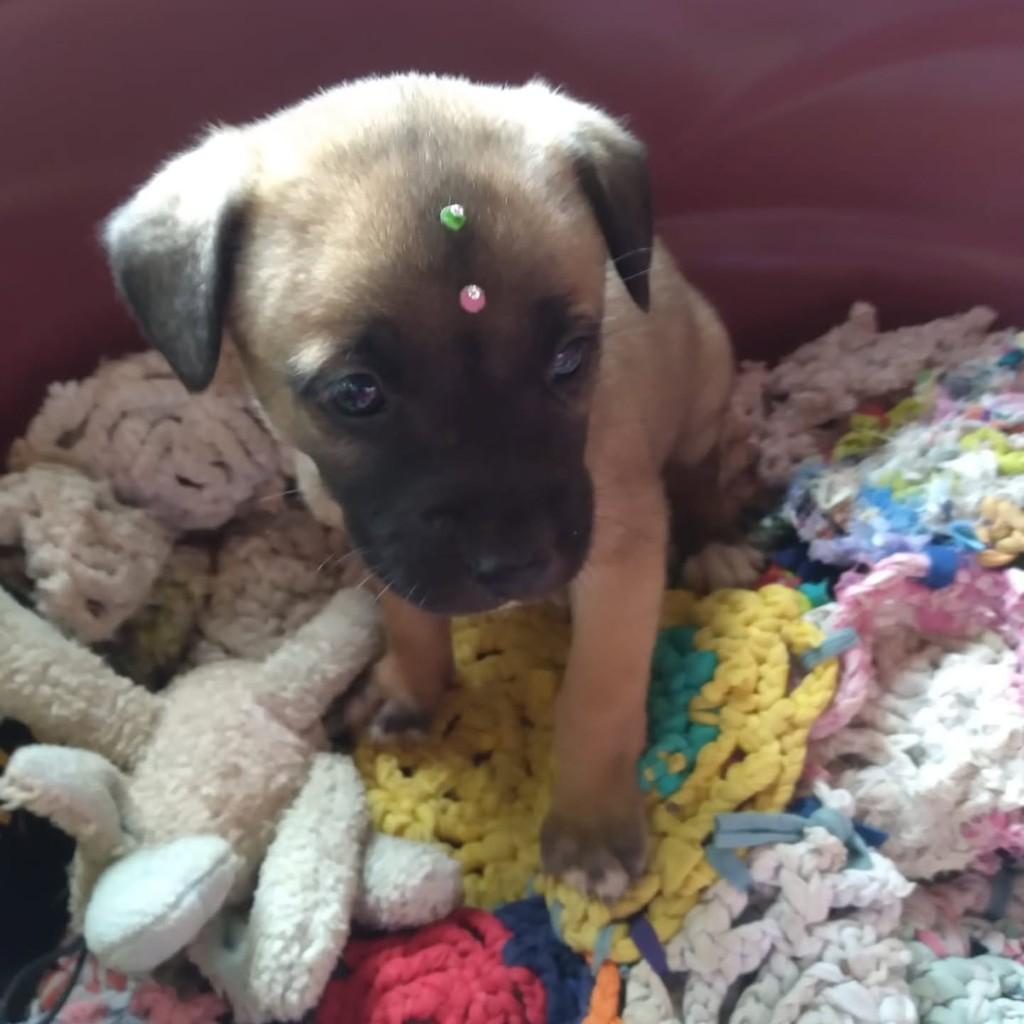 Marly, cadela de porte médio para adoção em Vila Velha - ES