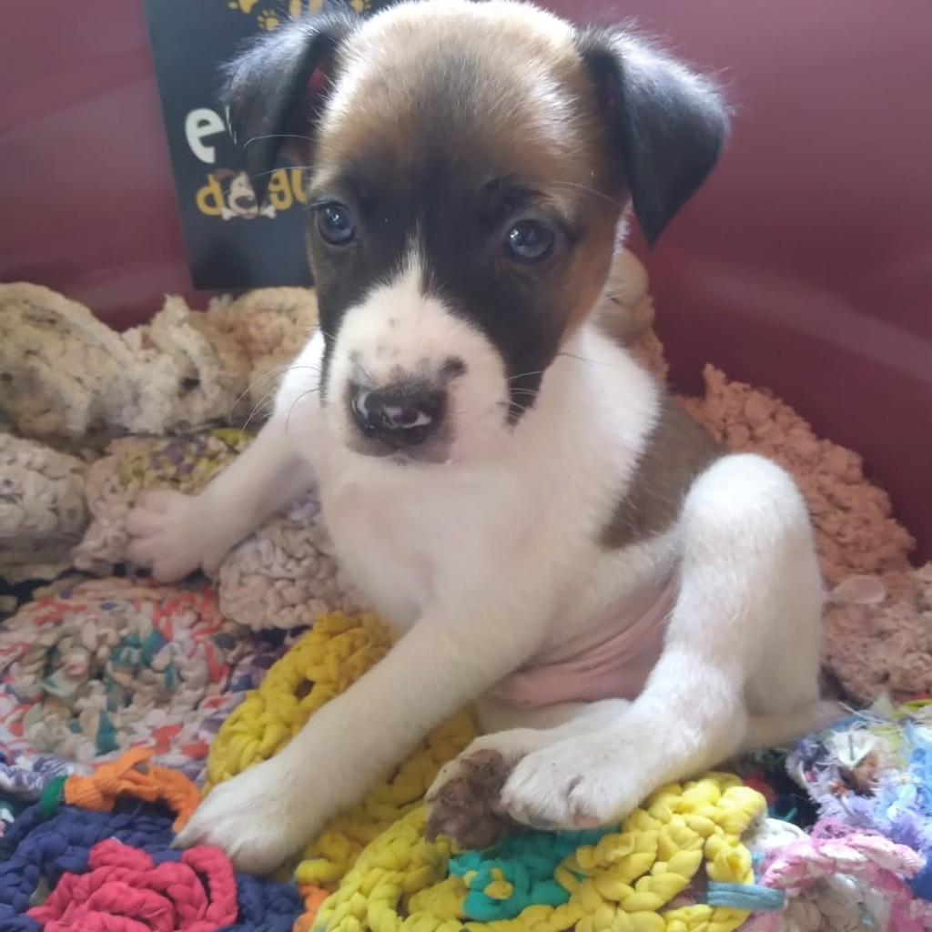 Rico, cachorro de porte médio para adoção em Vila Velha - ES