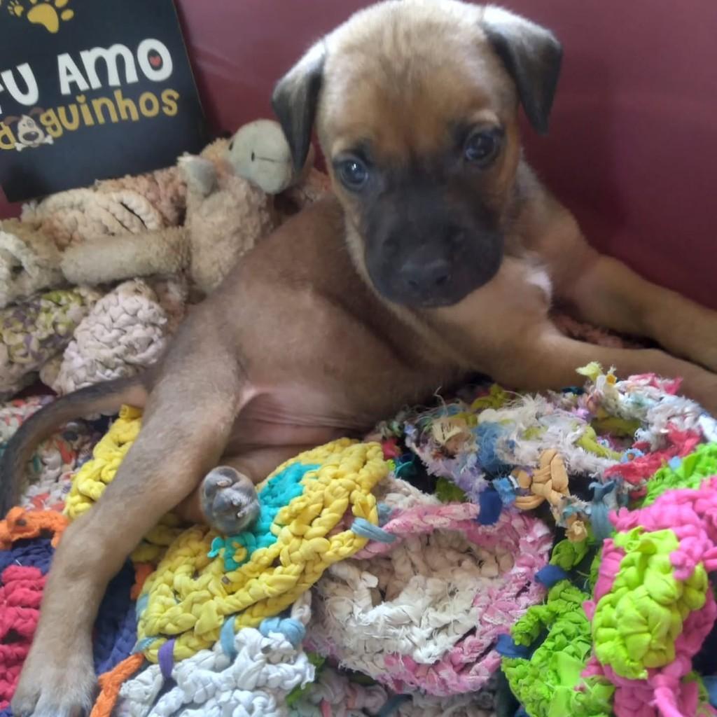 Samuel, cachorro de porte médio para adoção em Vila Velha - ES