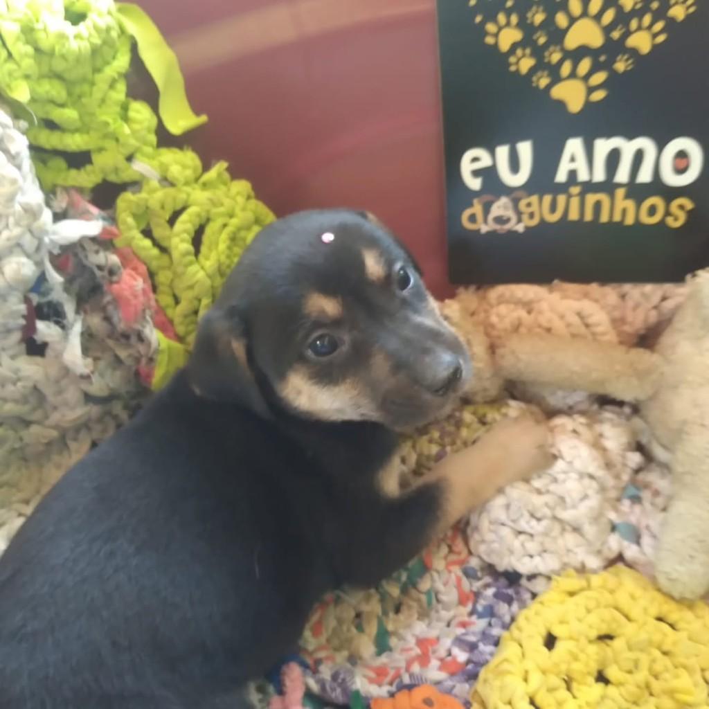 Suely, cadela de porte médio para adoção em Vila Velha - ES