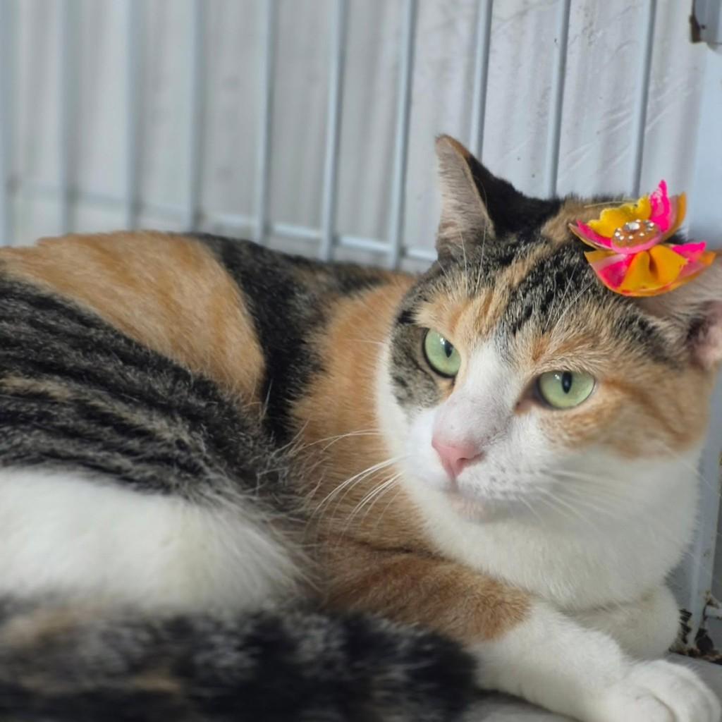 Tricosinha, gata de porte médio para adoção em Vila Velha - ES