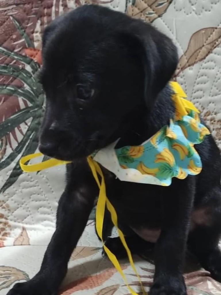Melissa, cadela de porte médio para adoção em Vila Velha - ES