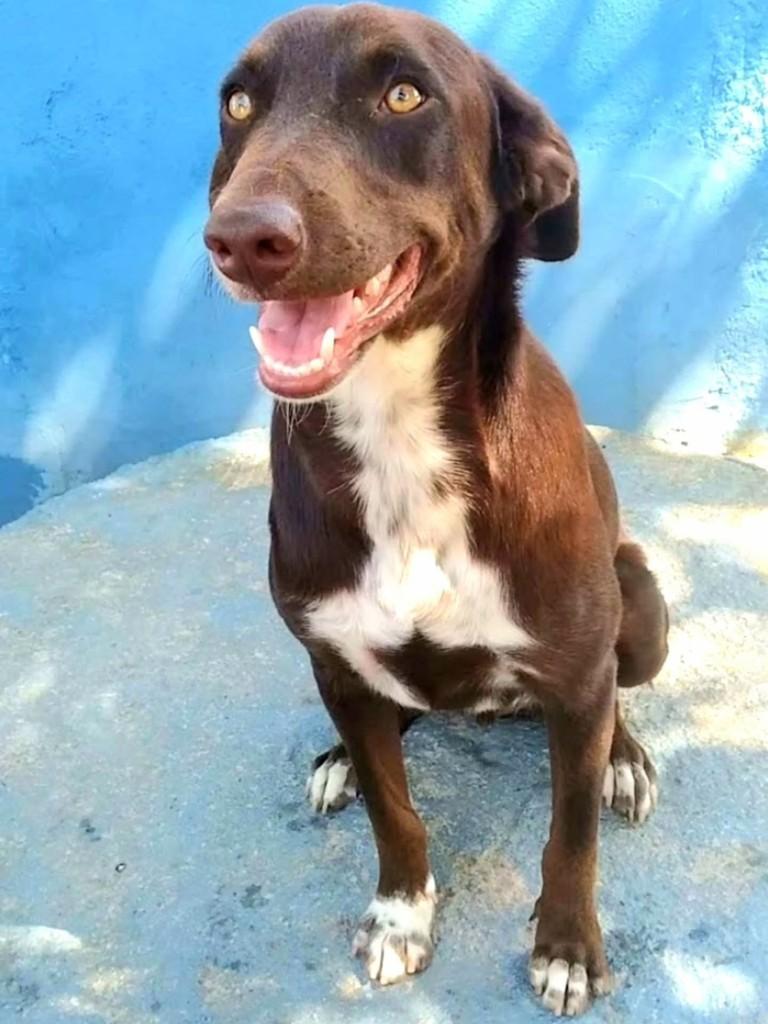 Luke, cachorro de porte médio para adoção em Vila Velha - ES