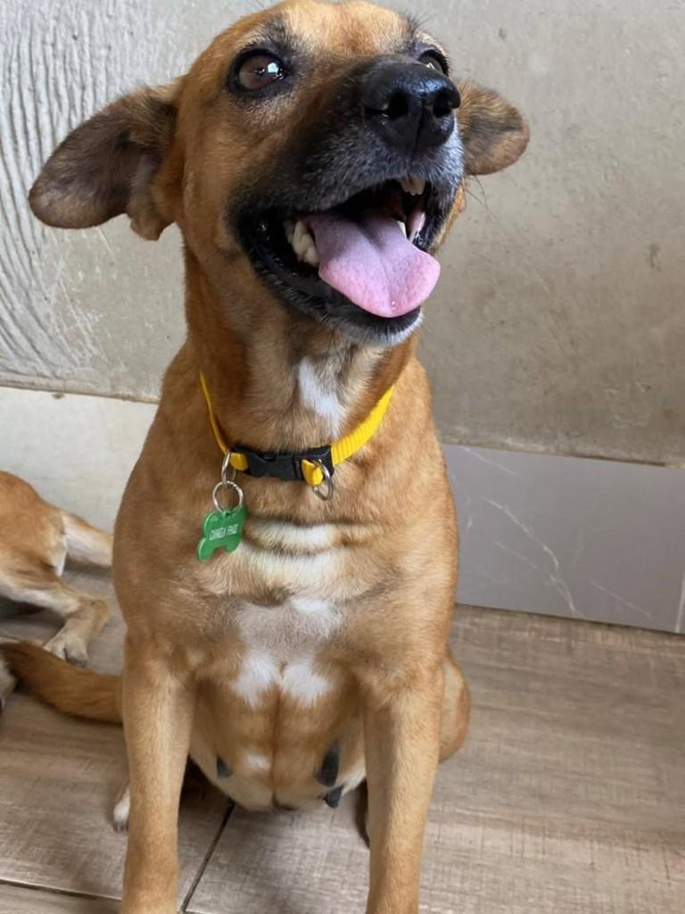Carmela, cadela de porte médio para adoção em Vila Velha - ES