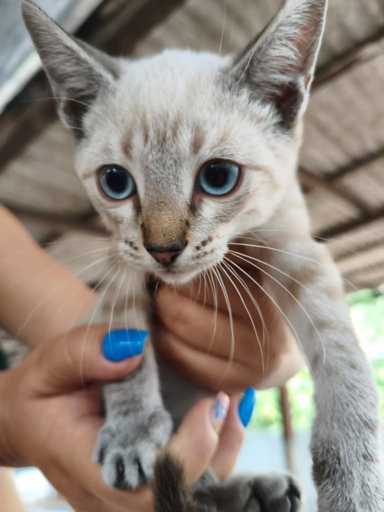 Nevaldo, gato de porte médio para adoção em Vila Velha - ES