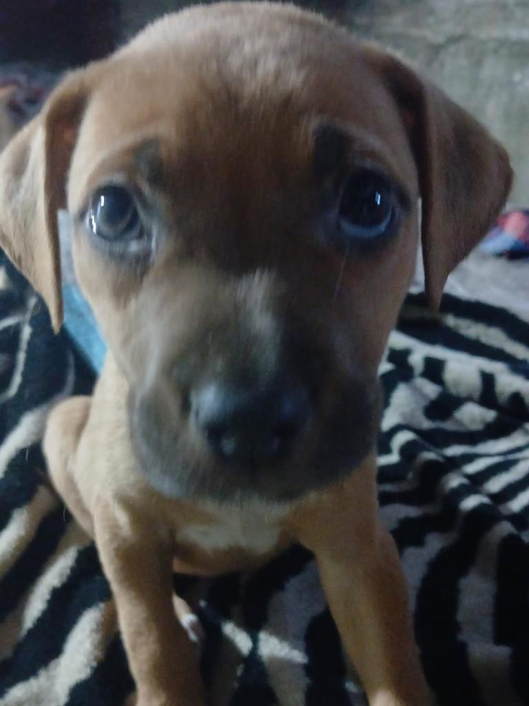 Pepeu, cachorro de porte médio para adoção em Vila Velha - ES
