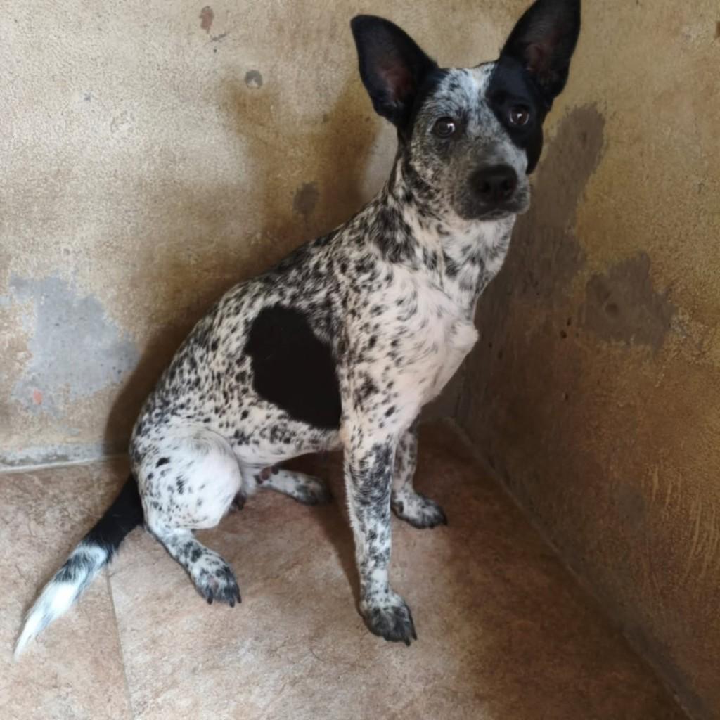 Matilde, cadela de porte médio para adoção em Vila Velha - ES