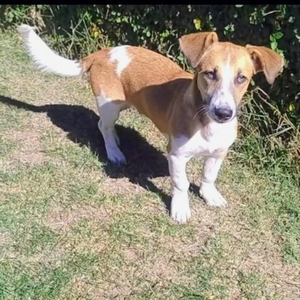 Rambo, cachorro de porte médio para adoção em Vila Velha - ES