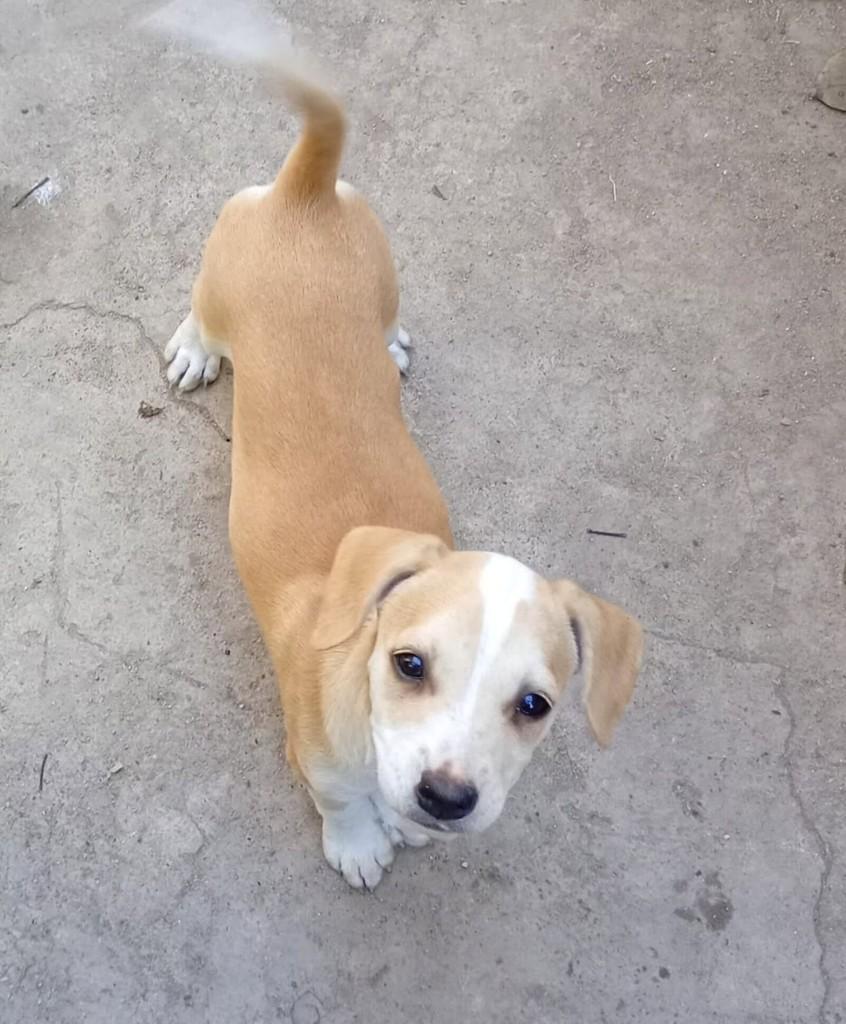 Docinho, cadela de porte médio para adoção em Vila Velha - ES