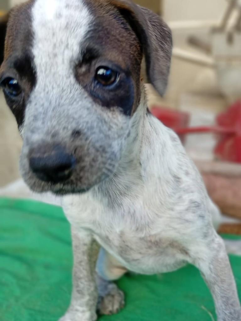 Lara, cadela de porte médio para adoção em Vila Velha - ES
