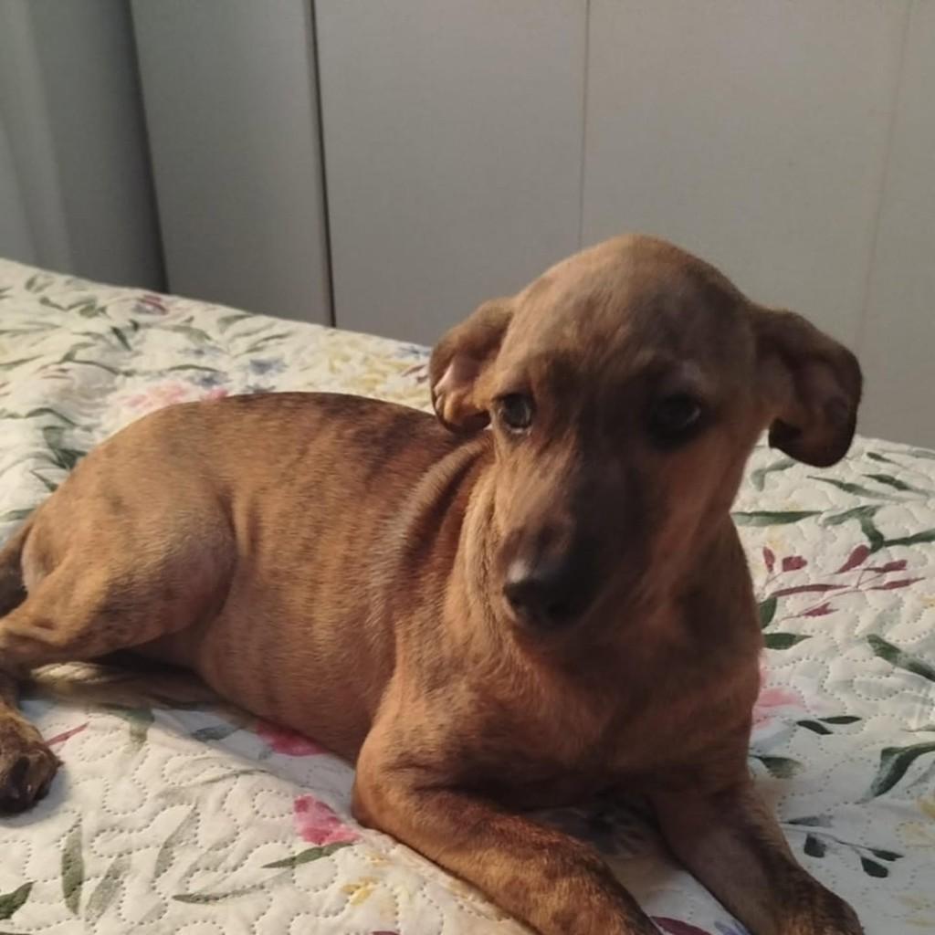 Juju, cadela de porte médio para adoção em Vila Velha - ES