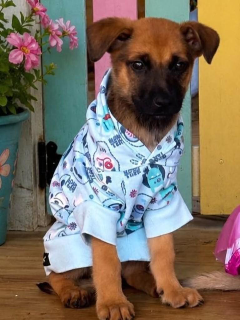 Juca, cachorro de porte médio para adoção em Vila Velha - ES