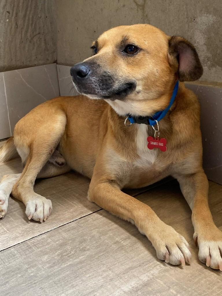 Caramelo, cachorro de porte médio para adoção em Vila Velha - ES