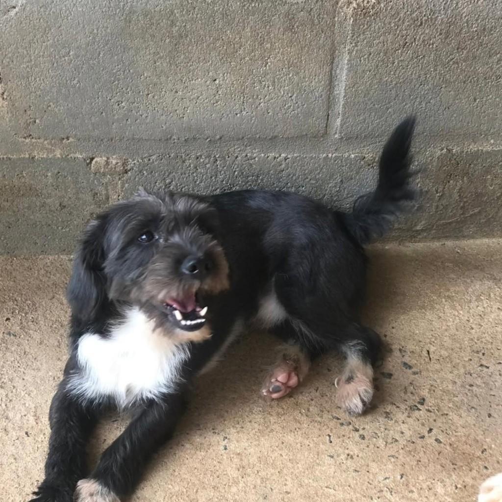 Nick, cachorro de porte médio para adoção em Vila Velha - ES