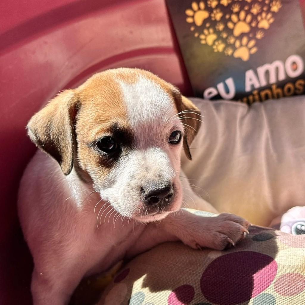 Endrick, cachorro de porte médio para adoção em Vila Velha - ES