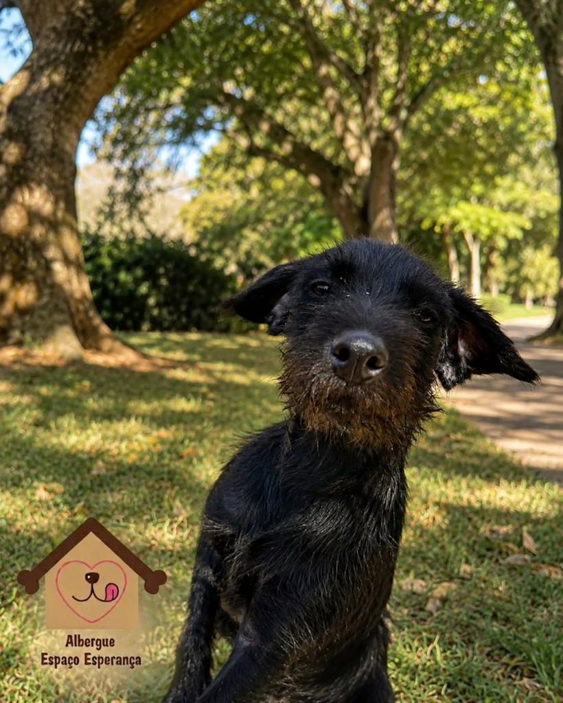 Juquinha, cachorro de porte médio para adoção em Vila Velha - ES