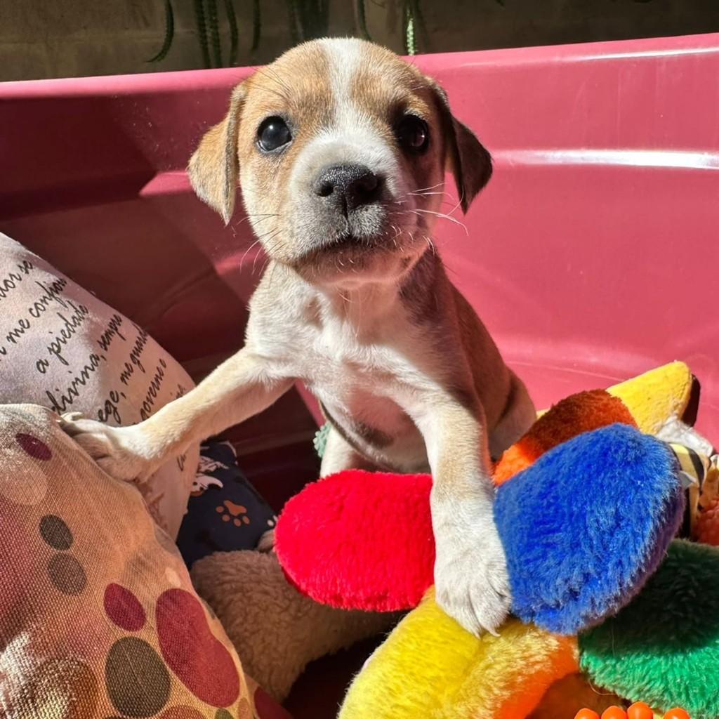 Paqueta, cachorro de porte médio para adoção em Vila Velha - ES