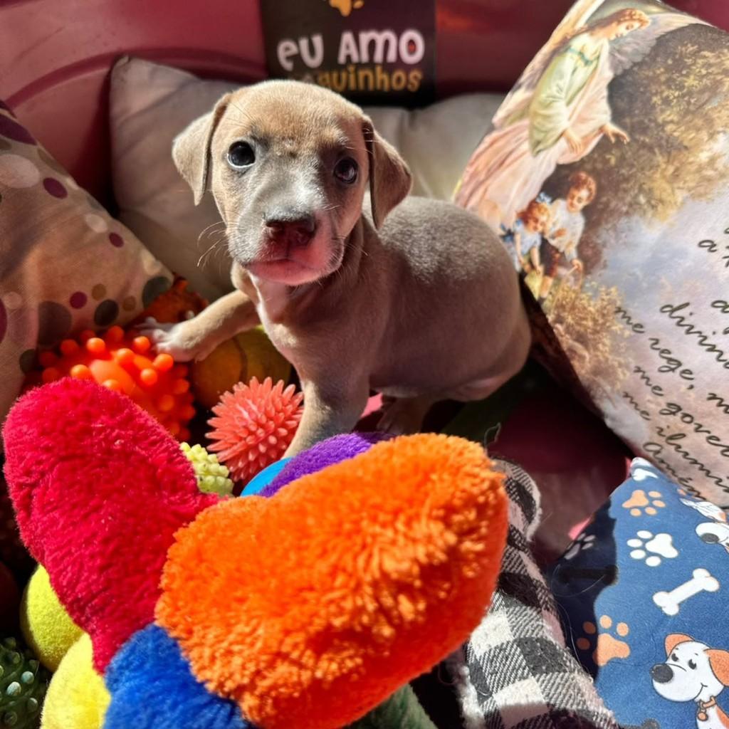 Vini Jr, cachorro de porte médio para adoção em Vila Velha - ES