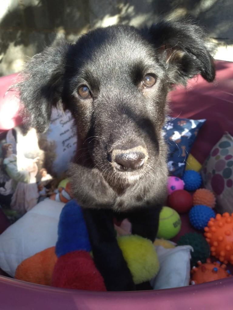 Dany, cadela de porte médio para adoção em Vila Velha - ES
