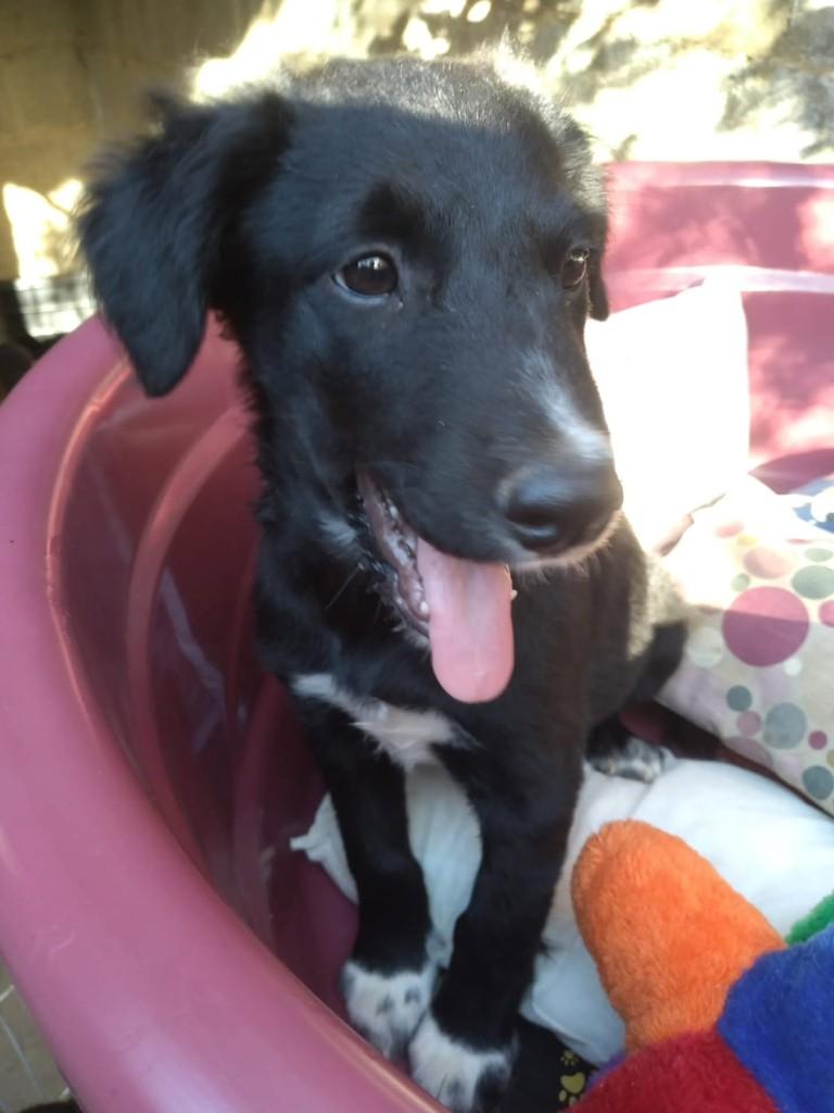 Guto, cachorro de porte médio para adoção em Vila Velha - ES