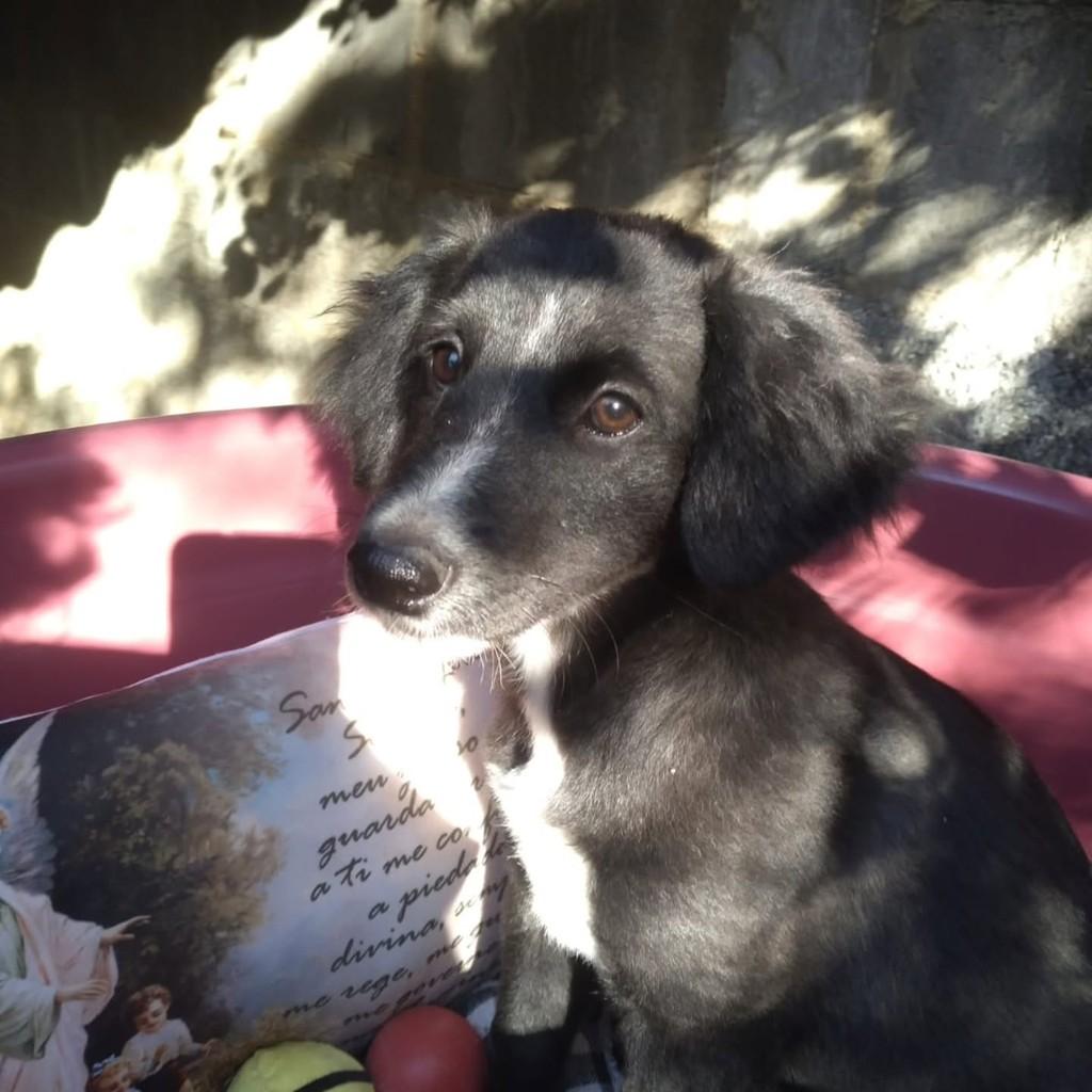 Lena, cadela de porte médio para adoção em Vila Velha - ES