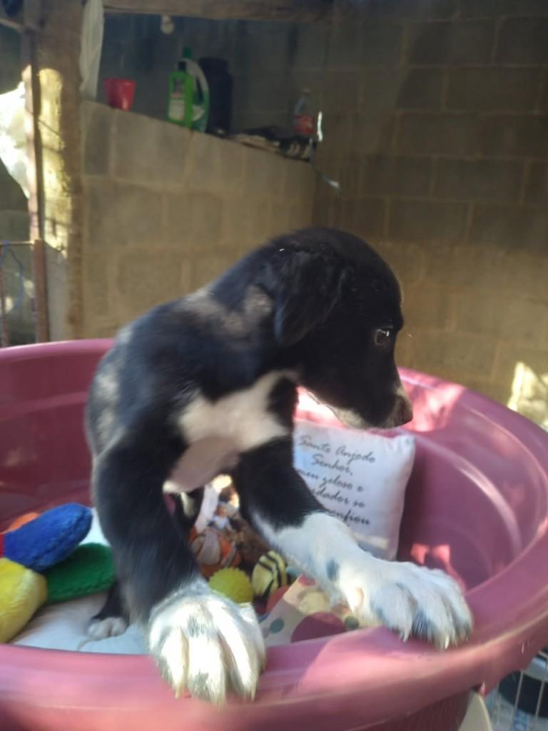 Sérgio, cachorro de porte médio para adoção em Vila Velha - ES