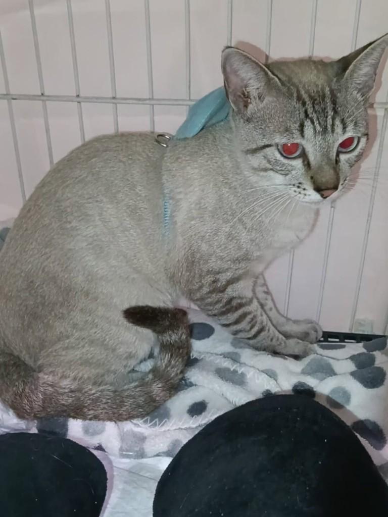 Alfredo, gato de porte médio para adoção em Vila Velha - ES